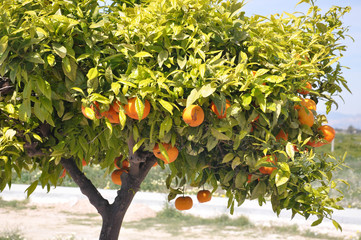 Orange trees with orange oranges. Sunny day and green plants