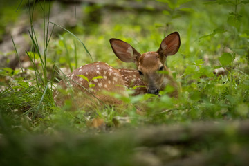 Fawn Laying in Green Grass