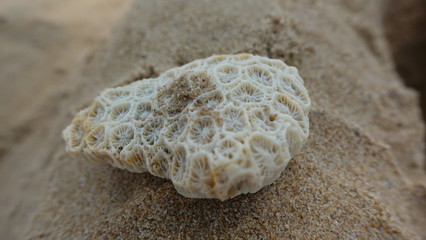 Reisen, Pflanzen, Natur