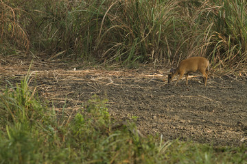 A Muntjac feeding on salt lick nearby in Thungyai Naresuan Wildlife Sanctuaries.