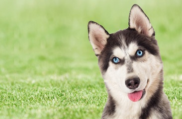 Husky dog on a background of green grass © Happy monkey