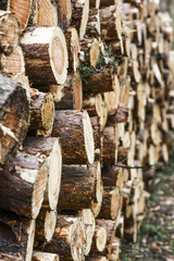 Wood piled up in the forest