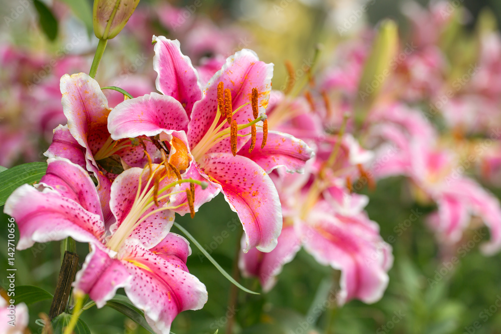 Wall mural pink asiatic lily flower in the garden