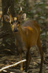 A Muntjac in Thong Pha Phum National Park