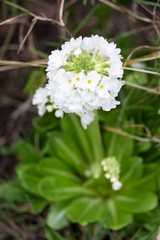 White flowers in a garden