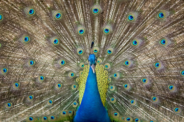 Image of a peacock showing its beautiful feathers. wild animals.