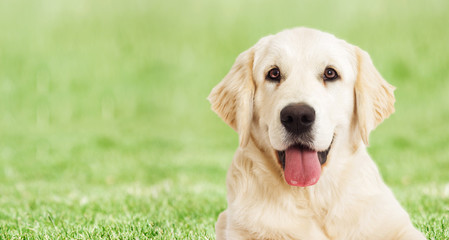 portrait Golden retriever on a background of green grass