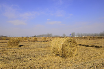 Dry straw group