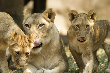 With a similar environment to Africa, Thailand easily become a new home for this lion family with only little change in their habitats. 