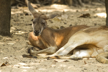 Naklejka na ściany i meble A kangaroo resting on sand.