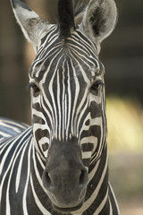 Naklejka premium A hungry zebra in Ubon Ratchatani zoo easily walking towards a camera, thinking I was a zookeeper who will feed him.