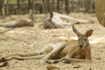 A kangaroo resting on sand.