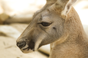 Close up Kangaroo
