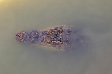 Image of a crocodile head in the water. Reptile Animals.