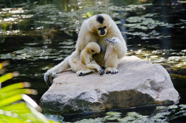 white cheeked gibbon