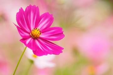 Obraz premium 美しい一輪のコスモス