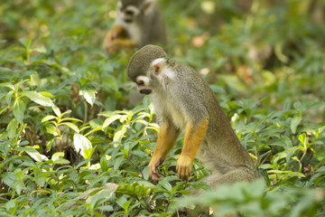 These Squirrel Monkeys have no difficulty in getting used to their new home in Thailand. We also found them very tamed to visitors. 