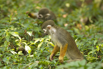 These Squirrel Monkeys have no difficulty in getting used to their new home in Thailand. We also found them very tamed to visitors. 