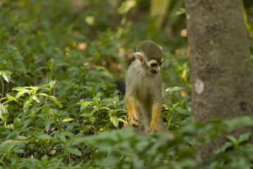 The Squirrel Monkey is a small species of New World Monkey that is natively found in the forests and tropical jungles of Central and South America. 