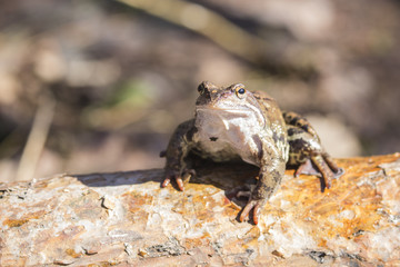 Marsh Frog (Rana ridibunda)