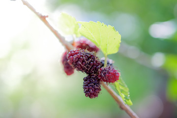mulberry close up on background..