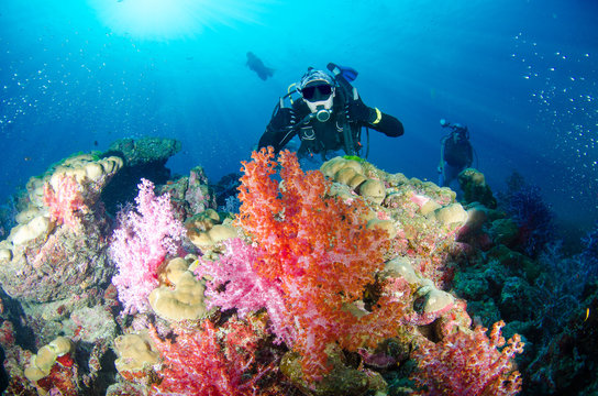 Scuba diving, fish and coral reef underwater