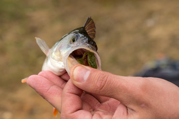 Fish caught on jig lure.