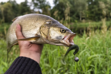 Fish caught on jig lure.