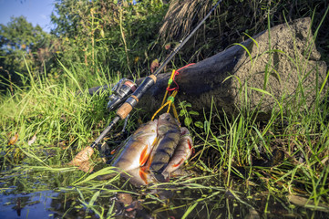 Obraz premium Fish caught on jig lure.