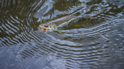 Fish caught by fly fishing tackle.