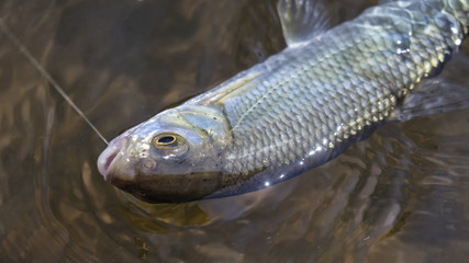 Fish caught by fly fishing tackle.