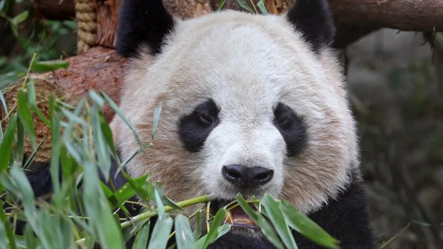 Giant panda eating bamboo