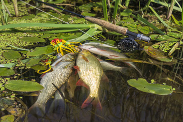 Fish caught by fly fishing tackle.