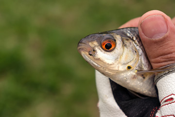 Fish caught by fly fishing tackle.