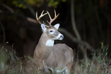 Naklejka na ściany i meble Buck Whitetail Deer in Woods