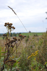 Dry flowers, Russian field and wooden church on the horizon