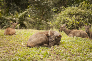 One hot afternoon in Thong Pha Phum National Park, the group Samba Deer are resting nearby the jungle.