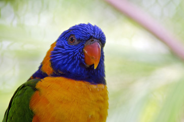 red collared lorikeet
