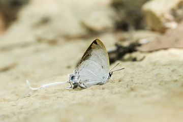 Fototapeta na wymiar Butterfly Breeding