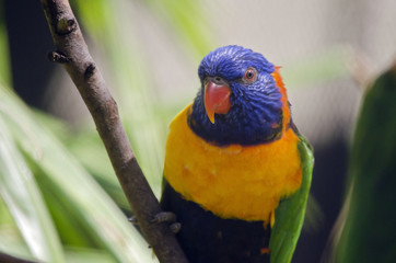 red collared lorikeet