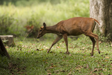A Muntjac in Thong Pha Phum National Park