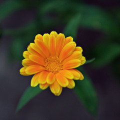 Calendula officinalis flower
