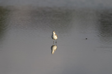 The Plover feeding on a coast.