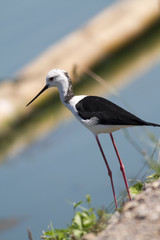   A hungry Black-winged Stilt walking on the coast, It is looking for preys.