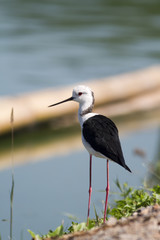   A hungry Black-winged Stilt walking on the coast, It is looking for preys.