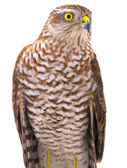 falcon