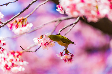 The Japanese White-eye and cherry blossoms. Located in Tokyo Prefecture Japan.