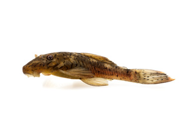 Ancistrus L159 isolated on white background