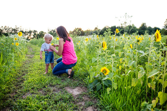 Mother attaching sunflower to sons clothing in field 