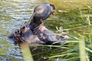 Fototapeta premium hippopotamus